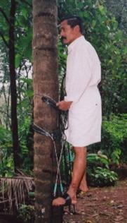Coconut / Palm Tree Climbing Device